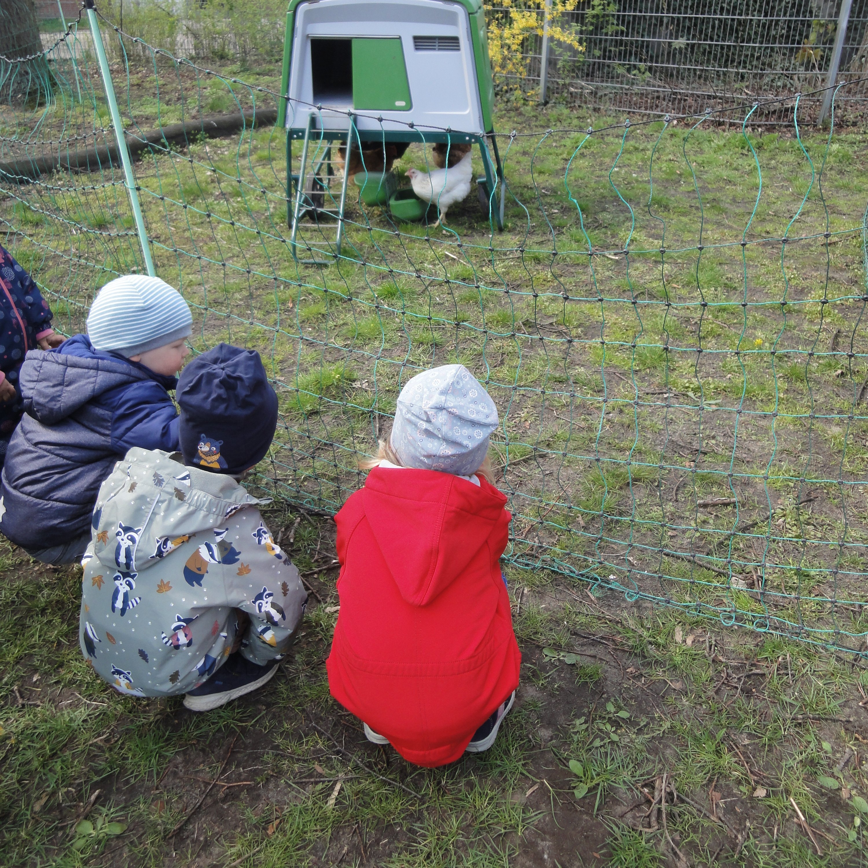 In der DiKiTa sind gerade fünf Hühner zu Besuch. Foto: DiKiTa